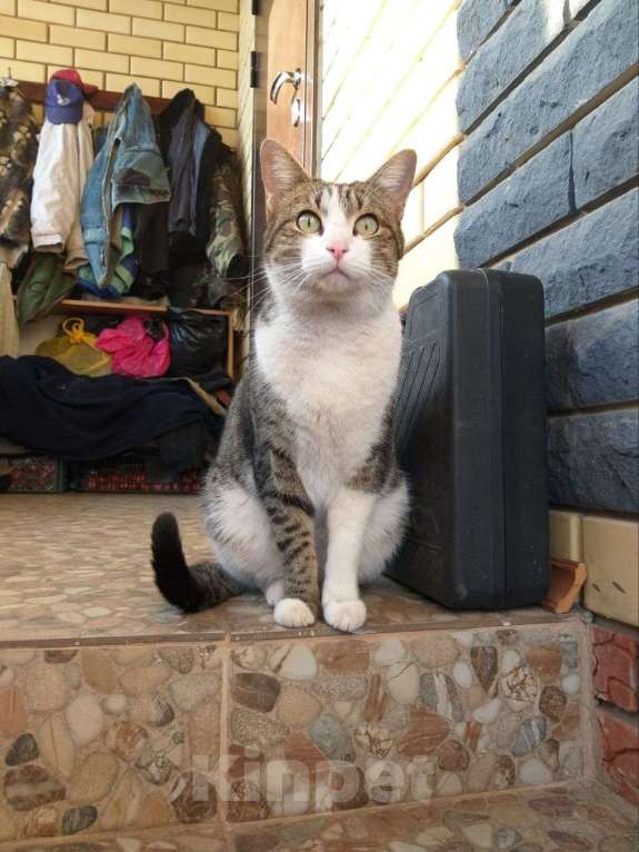 Кошки в Казани: Помогите найти котика, откликается на имя Йося, потерялся 4 дня назад Мальчик, 5 000 руб. - фото 3