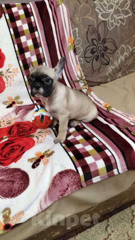 Собаки в других городах Нижегородской области: Продам щенков французского бульдога Разнополые, 40 000 руб. - фото 6