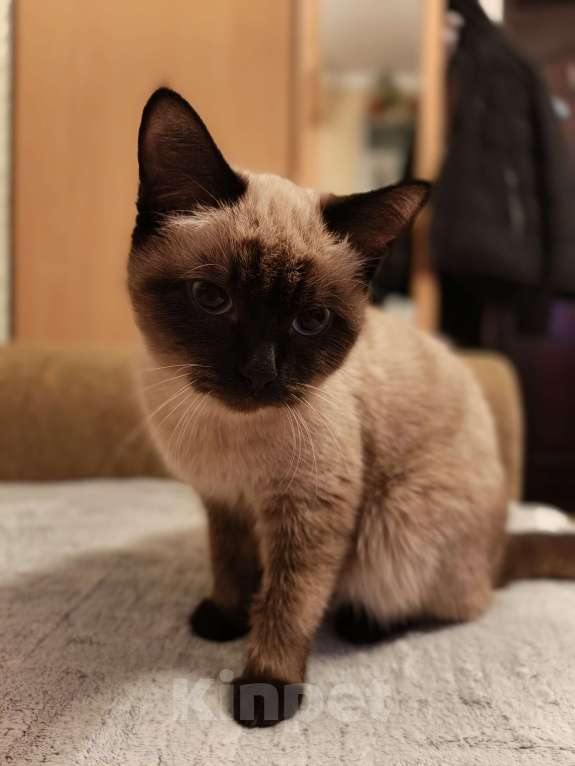 Кошки в Нижневартовске: Кошка Шанель Девочка, 2 000 руб. - фото 1