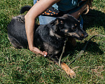 Собаки в Химках: Скромная девочка Девочка, Бесплатно - фото 4