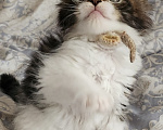 Кошки в Москве: Котята мейн-кун Мальчик, 30 000 руб. - фото 5