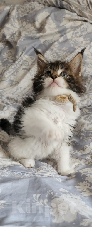Кошки в Москве: Котята мейн-кун Мальчик, 30 000 руб. - фото 5