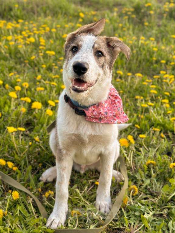 Собаки в Москве: Щенок Макс — метис овчарки в добрые руки Мальчик, Бесплатно - фото 2