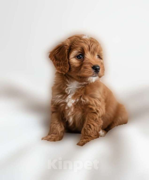 Собаки в Москве: Мальтипу F1 премиум мини Девочка, 100 000 руб. - фото 3