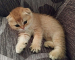 Кошки в Липецке: Продаются шотландские вислаухие котята. Мальчик, 15 000 руб. - фото 6