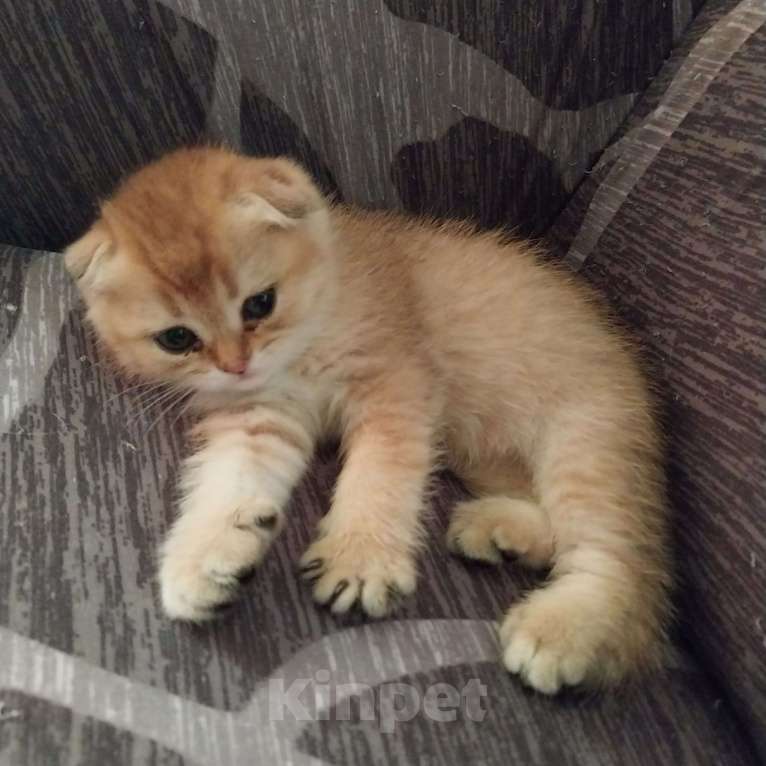 Кошки в Липецке: Продаются шотландские вислаухие котята. Мальчик, 15 000 руб. - фото 6