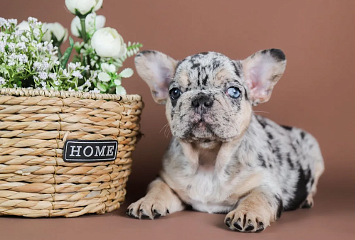 Какао мерле тан