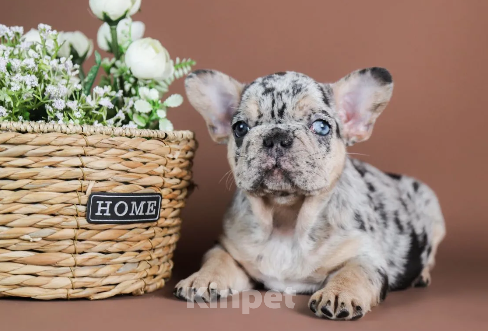 Собаки в Москве: Какао мерле тан Девочка, 100 000 руб. - фото 1