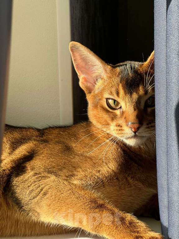 Кошки в Реутове: Леончик Мальчик, Бесплатно - фото 2