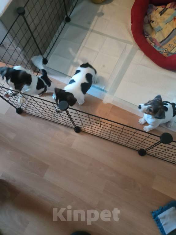 Собаки в Москве: Щенок 3 Мальчик, 30 000 руб. - фото 6