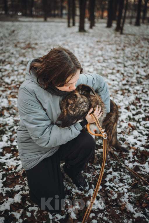 Собаки в Москве: Роскошный Элвин ищет дом! Мальчик, Бесплатно - фото 7