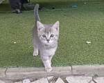 Кошки в Воронеже: шотландский котенок Девочка, Бесплатно - фото 1