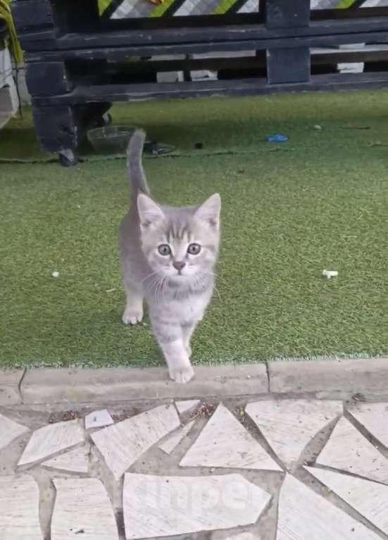 Кошки в Воронеже: шотландский котенок Девочка, Бесплатно - фото 1
