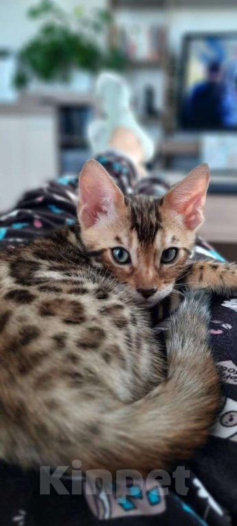 Кошки в Екатеринбурге: Honey Moon от TatiBro's - бенгальская кошечка Show - класса Девочка, 75 000 руб. - фото 2