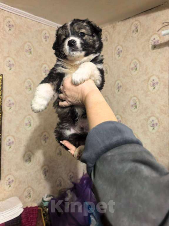 Собаки в Лебедяни: в добрые руки Мальчик, Бесплатно - фото 3