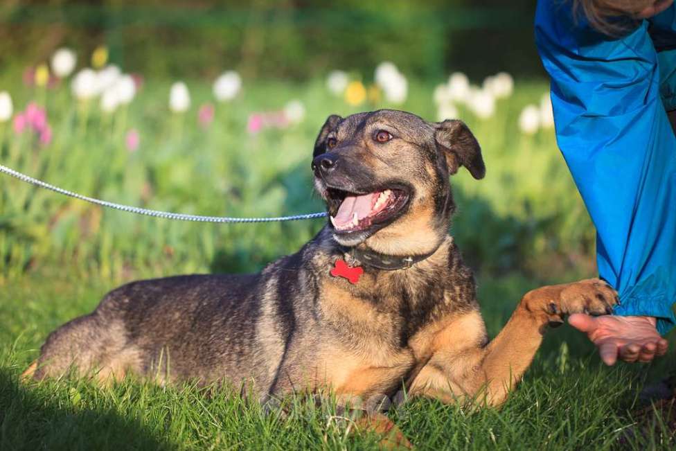 Собаки в Москве: Куша Девочка, Бесплатно - фото 5