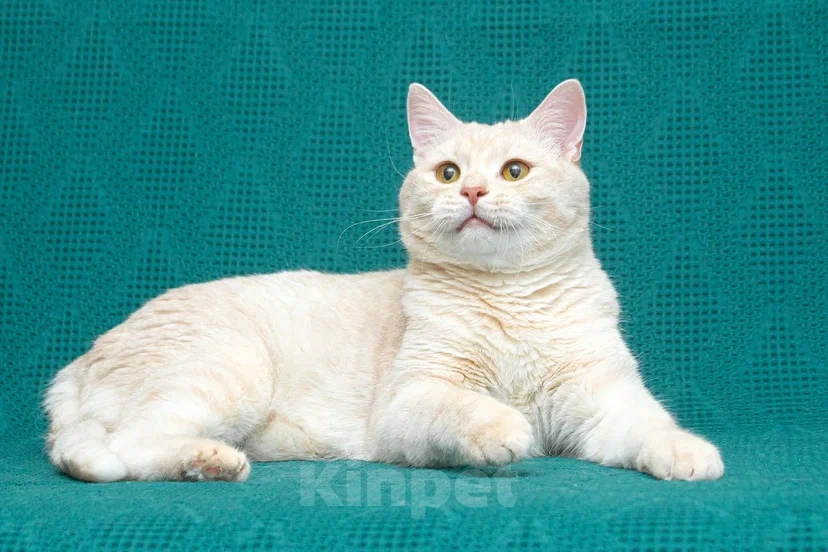 Кошки в Реутове: Взрослый кот в добрые руки Мальчик, Бесплатно - фото 6