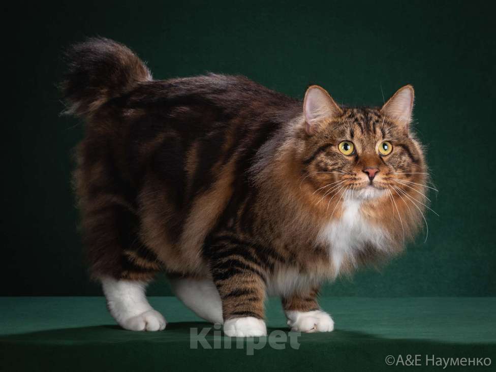 Кошки в Вологде: Курильский бобтейл котята в разведение Мальчик, 60 000 руб. - фото 4