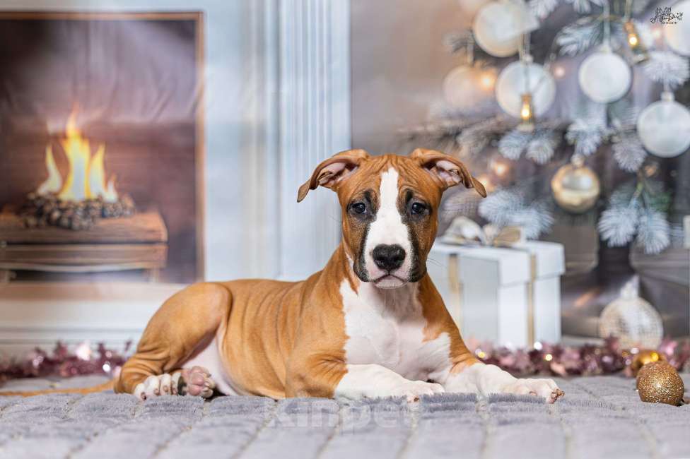 Собаки в Красногорске: Девочка 4  Девочка, 70 000 руб. - фото 1