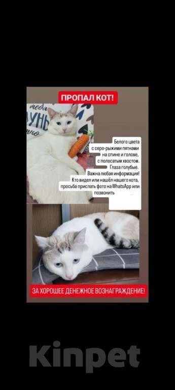 Кошки в других городах Башкортостана: Помогите найти кота 🙏 Мальчик, 10 000 руб. - фото 5
