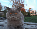 Кошки в Белгороде: Вязка с шотландским котом, 1 300 руб. - фото 4