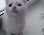 Кошки в Санкт-Петербурге: Продаются котики-крысоловы породы "Турецкий Ван" с голубыми или янтарными глазами Мальчик, 25 000 руб. - фото 2