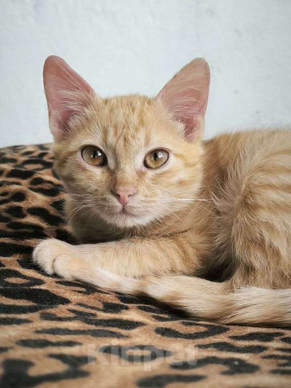 Кошки в Красногорске: Уютный малышок Антошка 4 месяца ищет дом Мальчик, Бесплатно - фото 3