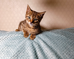 Кошки в Санкт-Петербурге: Тимошка котенок Мальчик, Бесплатно - фото 1