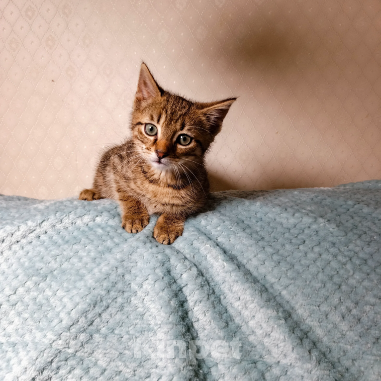 Кошки в Санкт-Петербурге: Тимошка котенок Мальчик, Бесплатно - фото 1
