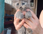 Кошки в Калуге: Котенок Девочка, Бесплатно - фото 2