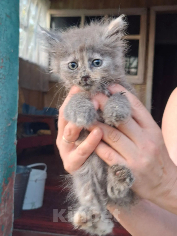 Кошки в Калуге: Котенок Девочка, Бесплатно - фото 2