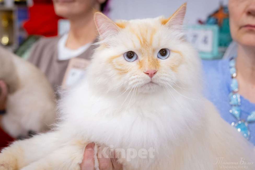 Кошки в других городах Московской области: Шикарный титульный кот  приглашает девочек на свидание. Мальчик, 25 000 руб. - фото 4