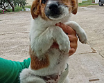 Собаки в Феодосии: Щенок в добрые руки Девочка, 1 руб. - фото 4