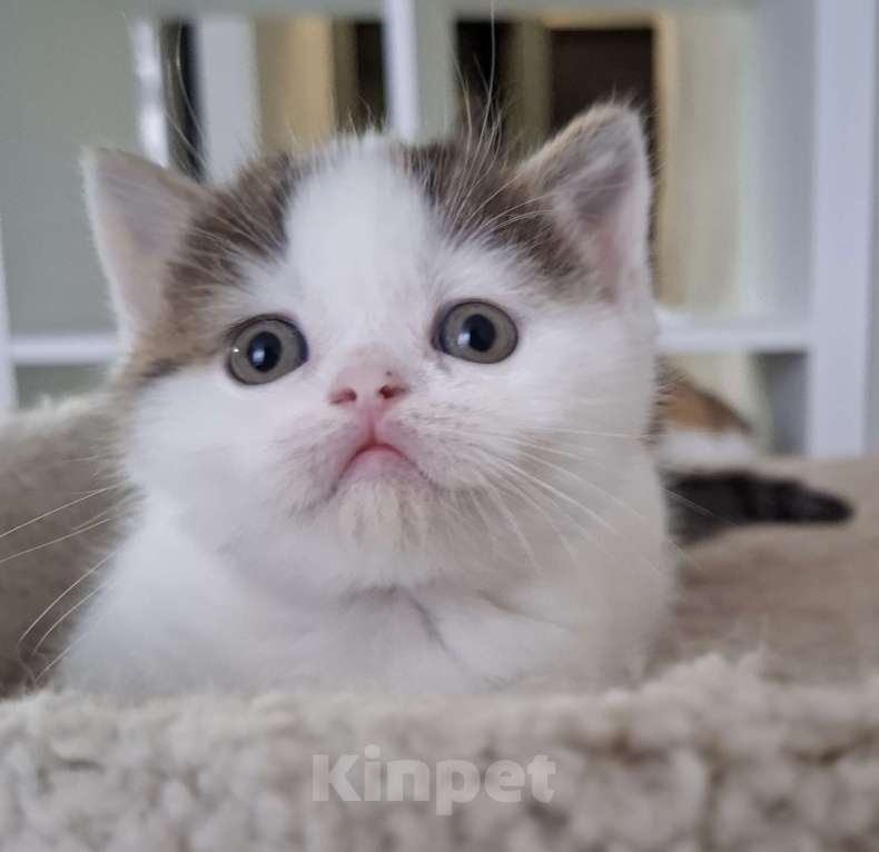 Кошки в Ярославле: Шотландский короткошерстный мальчик Мальчик, 30 000 руб. - фото 3