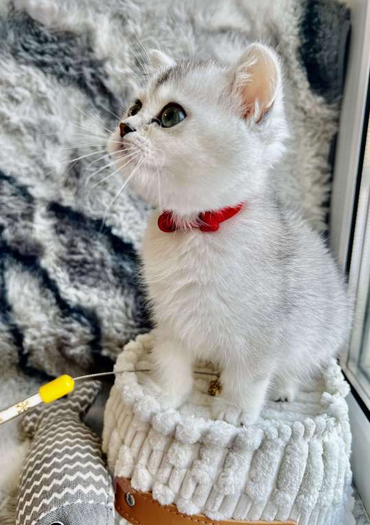 Кошки в Киселевске: Шотландские котята Девочка, 20 000 руб. - фото 4