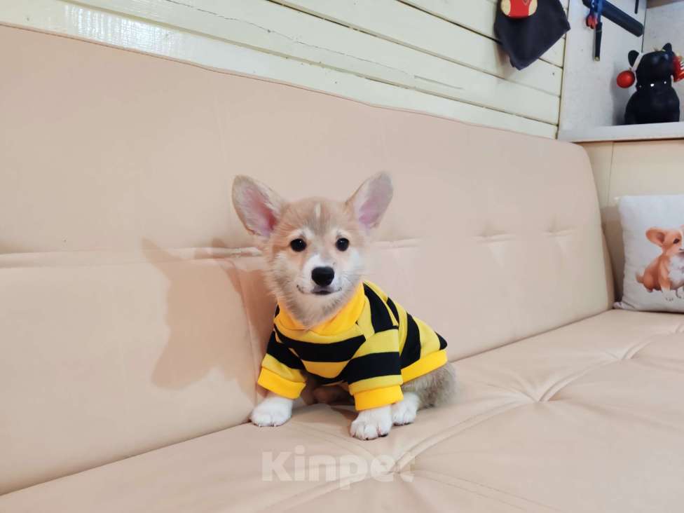 Собаки в Москве: Вельш корги пемброк щенки Разнополые, 30 000 руб. - фото 2