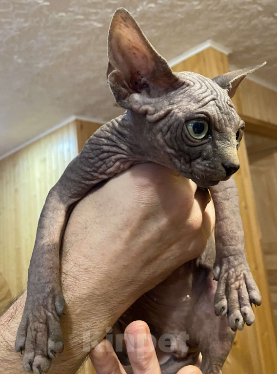 Кошки в Москве: Невероятной харизматичности мальчишка Мальчик, 55 000 руб. - фото 4