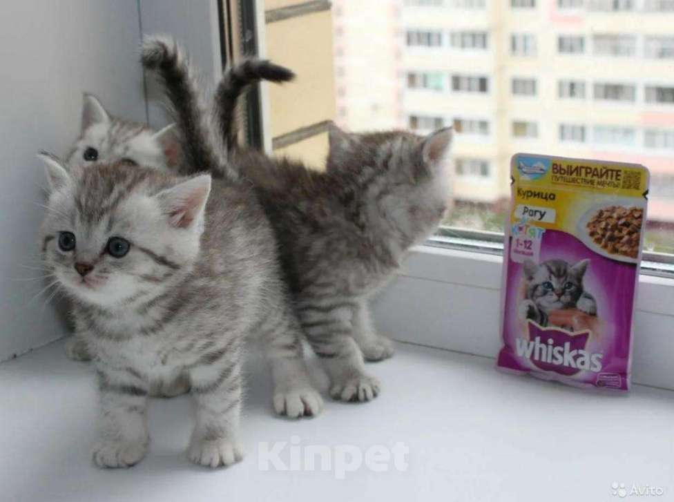 Кошки в Карачеве: Продам котят., 4 000 руб. - фото 1