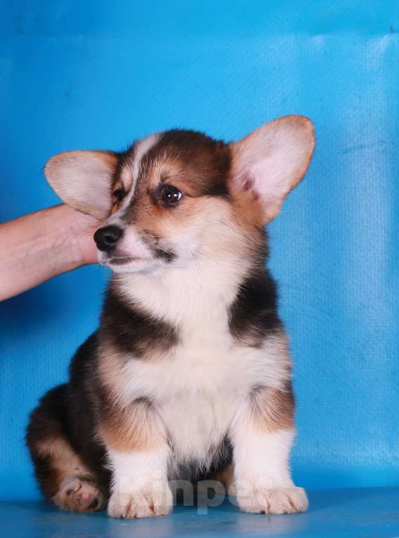 Собаки в Москве: вельш корги пемброк щенки Мальчик, 90 000 руб. - фото 6