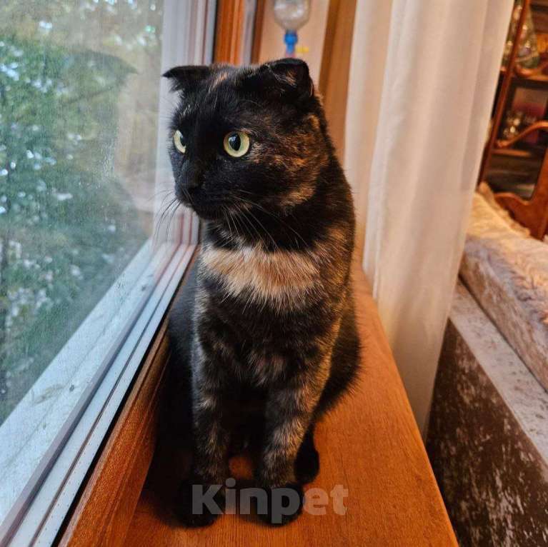 Кошки в Москве: Миниатюрная кошечка Молния, очень ласковая и добрая Девочка, Бесплатно - фото 2