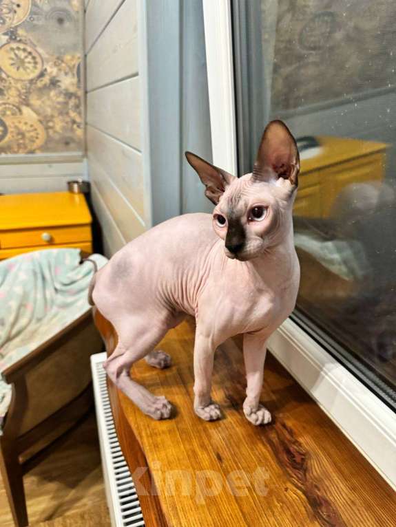 Кошки в Москве: Бильбо -канадский сфинкс  Мальчик, Бесплатно - фото 3