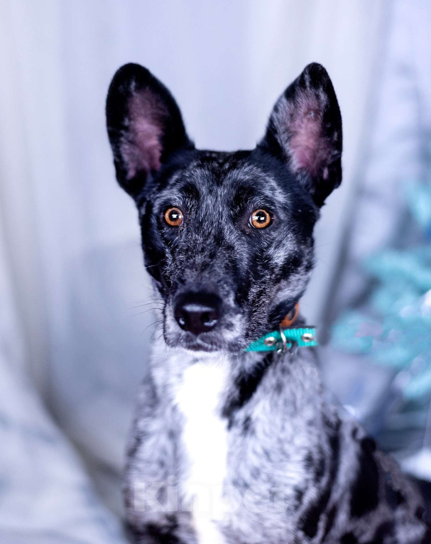 Собаки в других городах Московской области: Скай мальчик Мальчик, Бесплатно - фото 4