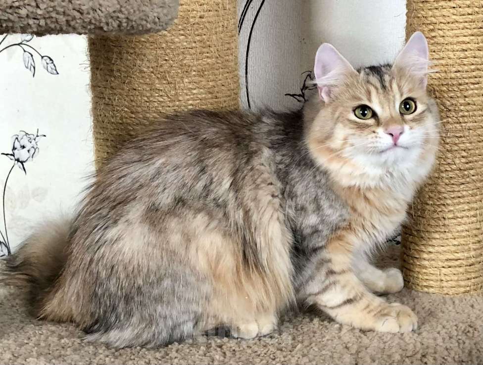 Кошки в Тюмени: Сибирский котёнок Мальчик, 35 000 руб. - фото 5