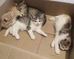 Кошки в Самаре: Котята в добрые руки Разнополые, Бесплатно - фото 5