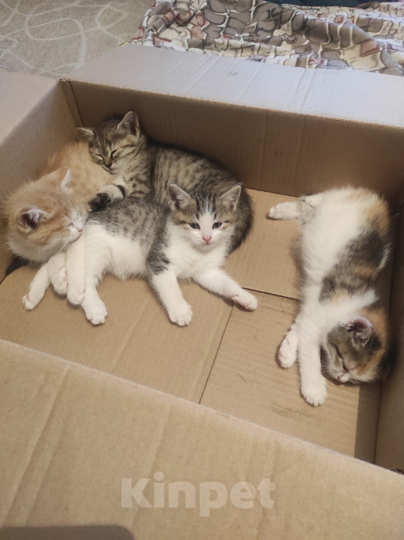 Кошки в Самаре: Котята в добрые руки Разнополые, Бесплатно - фото 5