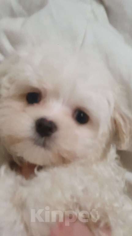 Собаки в Новокузнецке: Мальтезе милашка мальчик Мальчик, 37 000 руб. - фото 4