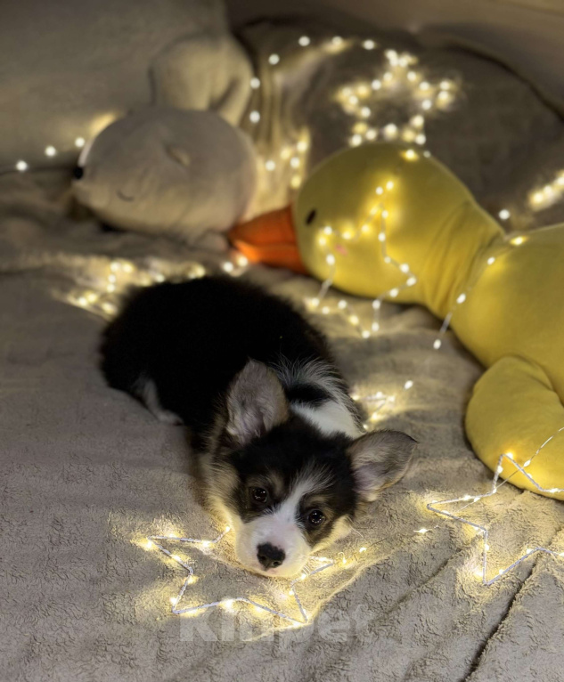 Собаки в Владивостоке: Вельш-корги Пемброк Девочка, 70 000 руб. - фото 3