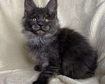 Кошки в Дмитрове: Черная дымчатая девочка мейн кун Yanetta Девочка, 15 000 руб. - фото 2