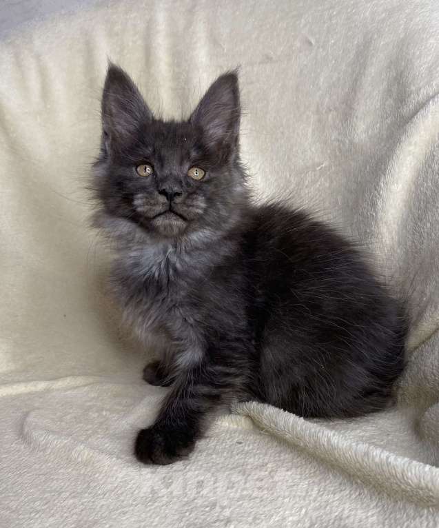 Кошки в Дмитрове: Черная дымчатая девочка мейн кун Yanetta Девочка, 15 000 руб. - фото 2