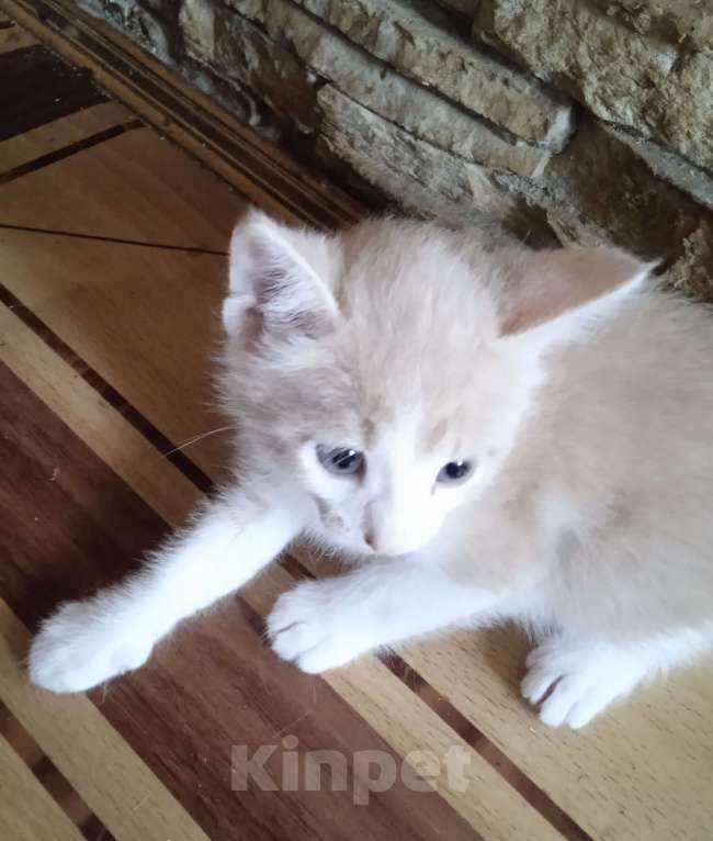 Кошки в Истре: Замечательный котенок в добрые руки Мальчик, 50 руб. - фото 2